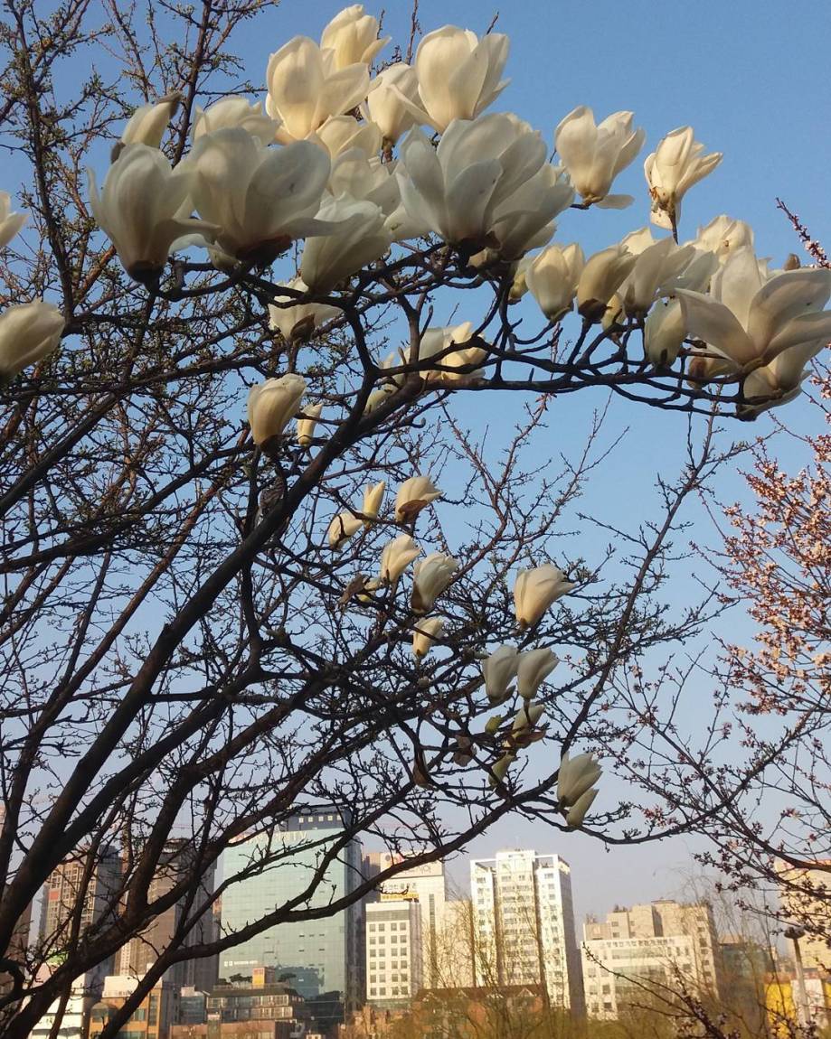 #spring #seoul #blossoms #ig_korea